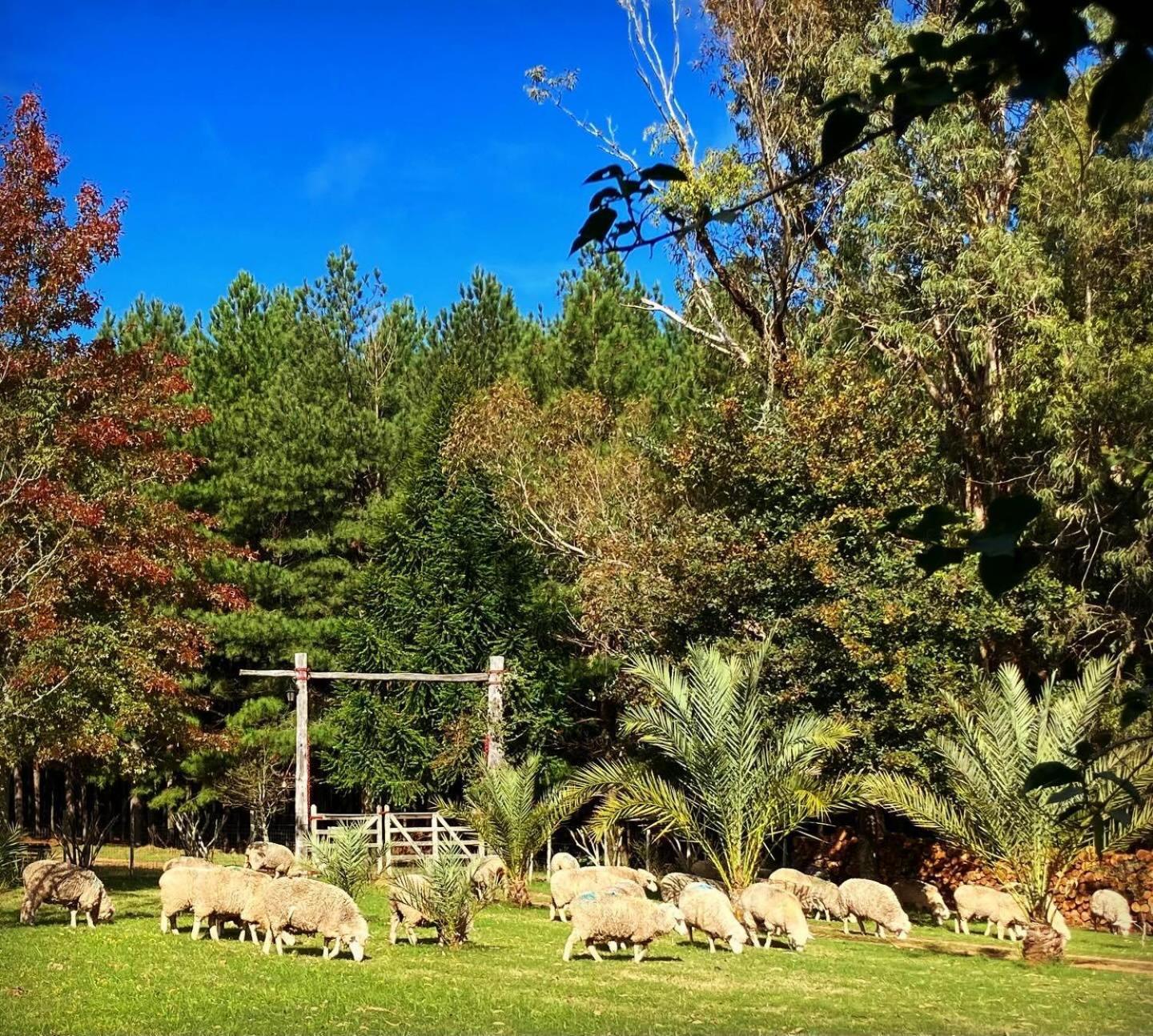 Pinos De La Quebrada Vila Treinta y Tres Exterior foto