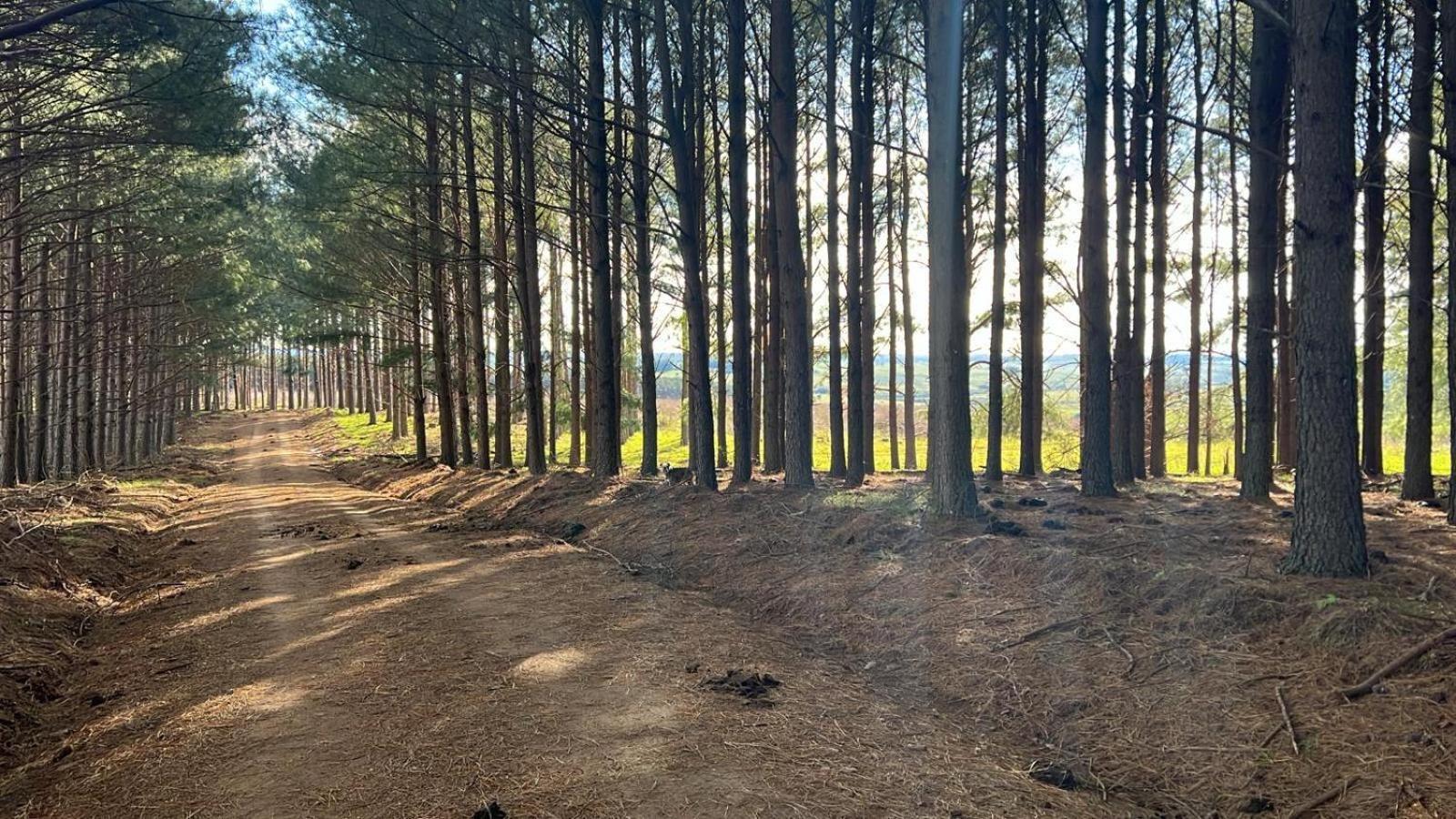 Pinos De La Quebrada Vila Treinta y Tres Exterior foto