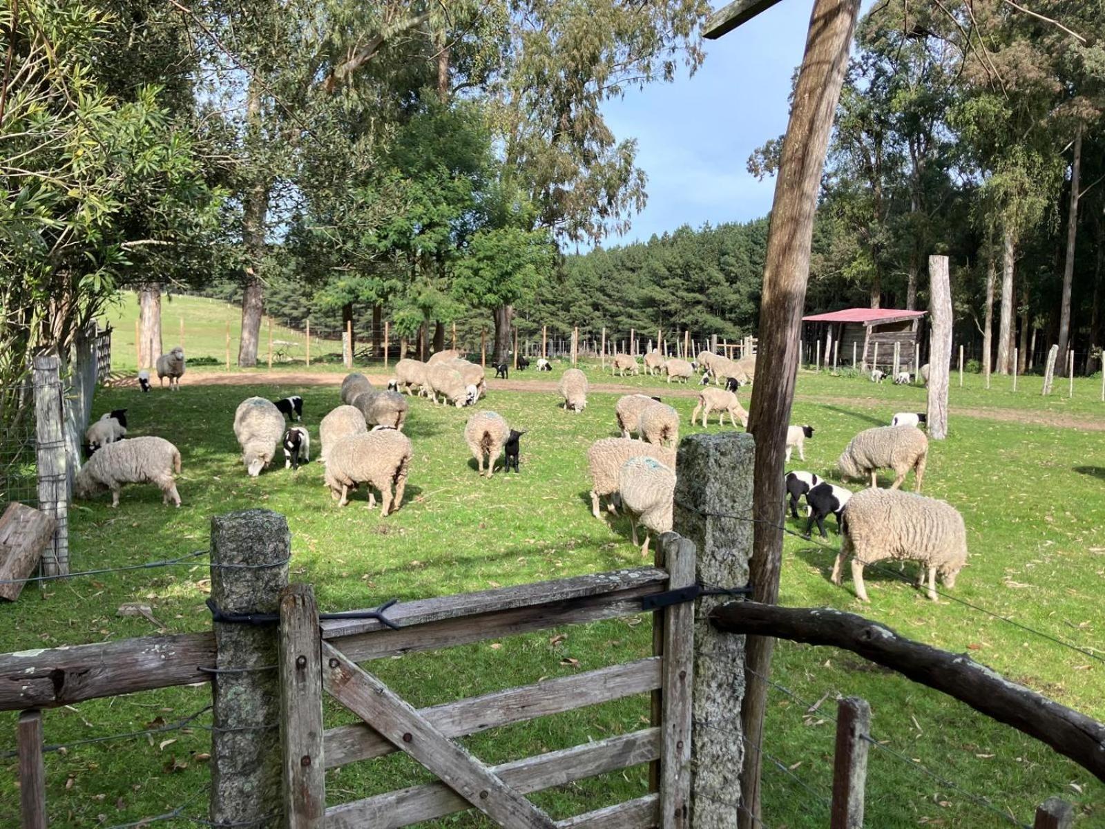 Pinos De La Quebrada Vila Treinta y Tres Exterior foto